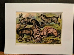1880 Henry J Johnson Aard Wolf Hyena Plate XIII Carnivora Art Print Matted - Picture 1 of 6