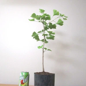 Gingko Biloba for mame shohin bonsai tree multiple listing - Picture 1 of 5