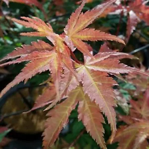 Acer Brown Sugar Plant Japanese Maple Tree Outdoor Deciduous Garden Shrub Potted - Picture 1 of 24