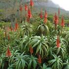 Aloe Arborescens - 10 Seeds - Krantz Aloe 
