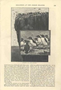 1866 Sea Birds Farne Islands Guillemots Arctic Terns Puffins Engravings Vintage - Imagen 1 de 3