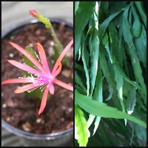 (2) Epiphyllum CUTTINGS ~Georges Favorite~ 6"- 8" Long Orchid Cactus Succulent  - Picture 1 of 5