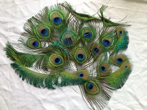 20 Itty Bitty Peacock Tail Feathers - Eye, Swallow, Sword each 6-12cm long - Picture 1 of 1