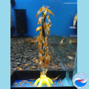 NANO Shrimp Lollies "Ultimate" (piccolo) 12 pezzi - mangime per gamberetti - Foto 1 di 6