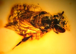 Super RARE Beautiful Bee Family Xylocopinae in Baltic Amber Fossil Gemstone - Picture 1 of 9