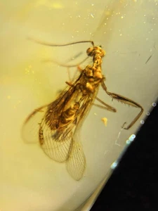 Mantispid burmite Cretaceous Amber fossil dinosaurs era - Picture 1 of 4