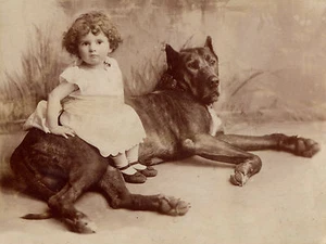 GREAT DANE AND LITTLE GIRL OLD DOG PHOTO ON GREETINGS NOTE CARD - Foto 1 di 1