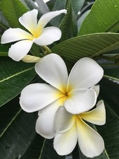 New White Plumeria Cutting Frangipani Tropical Plant Fresh 8 inch 