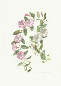 Planche 114 Histoire Naturelle Flore : Petit Liseron - Bild 1 von 1