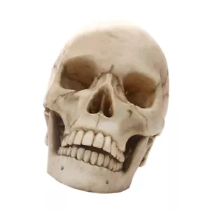 1: 1 Resin Model Teaching Skeleton Craft - Picture 1 of 6