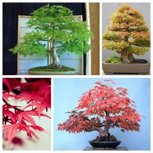 Maple Tree 20 Seeds Easy Grown Perfect Ornamental Bonsai Tree Seed - Picture 1 of 8