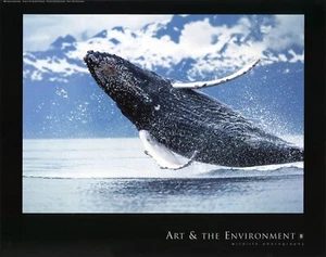 Fotografía de vida marina de ballena jorobada del norte Brandon Cole 22x28 pulgadas - Imagen 1 de 1