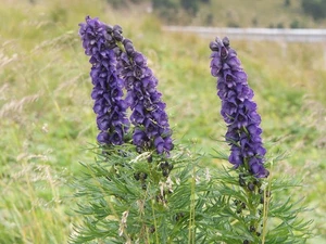 Echter Blauer Eisenhut -Aconitum-napellus- 200 Samen Winterhart&Robust - Bild 1 von 1