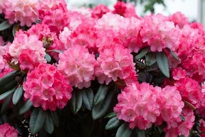 Rhododendron yakushimanum 'Fantastica', rosa-rot, 40 cm Stammhöhe - Bild 1 von 14