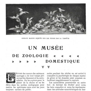 Ein Hauszoologisches Museum - - Artikel Presseschnitt 1907 - Bild 1 von 4