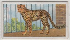 Cheetah Large Wild Feline Cat Cynaelurus jubatus 90+ Y/O Trade Ad Card