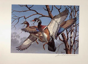 1974 Federal Duck Stamp RW41 Wood Duck Painting Print by David Maass - Picture 1 of 1
