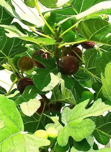 Organic Fig Tree 5 Cuttings       ---Hardy Chicago - Picture 1 of 10