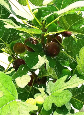 Organic Fig Tree 5 Cuttings       ---Hardy Chicago - Image 1 of 4