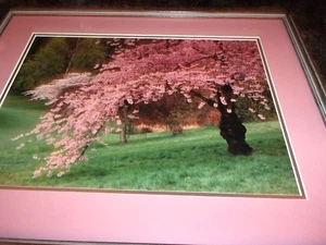 CHERRY TREE FULL BLOSSOM  - ART PHOTOGRAPH - FRAMED AND MATTED - 20" x 16" - Picture 1 of 7