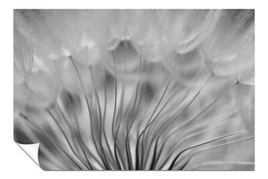 Abstract Black & White Dandelion Soft Floral Artistic Poster Wall Art Home Decor - Picture 1 of 4