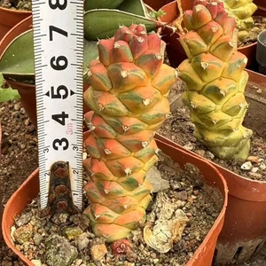 6 cm 1 pieza Euphorbia Monadenium Ritchiei Varieg rara plantación en jardines - Imagen 1 de 8