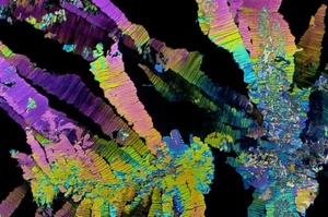 Mikroskopobjektträger für Polarisation, THEOBROMINE - Bild 1 von 7