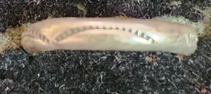 Native American Plain Silver  ring sizes 4, 5. 6, 7, 8 - Picture 1 of 5