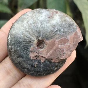 36GR TOP TODO PERMIAN BLANCO Y NEGRO FINO AMONITA FÓSIL MOLUSCO TIMOR - Imagen 1 de 10