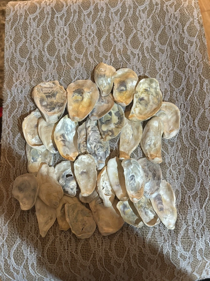 Bulk 36  2-3” FLAT Oyster Shells -NJ Shore Perfect For Crafts And Coastal Decor  - Image 1 of 1