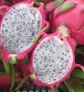PITAYA POLPA BIANCA UNDATUS - Imagen 1 de 1