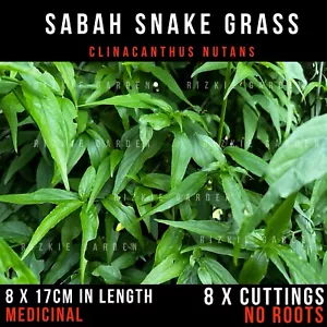 8 x Sabah Snake Grass Cuttings Without Roots, Clinacanthus nutans, Medicinal - Picture 1 of 6