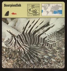 Skorpionfisch Safari Karten Rencontre Fisch - Bild 1 von 1