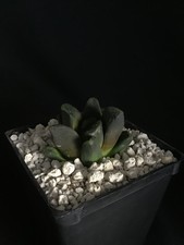 Haworthia Hybrid succulent- Into the Night
