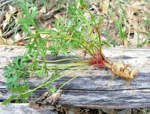 10 X NATIVE PARSNIP SEEDS-GROUNDCOVE-,BUSH TUCKER FOOD-TRACHYMENE-WILD PARSNIP - Picture 1 of 3