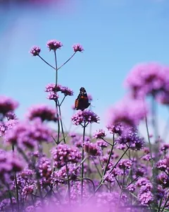 1000 SEMI 💐VERBENA BONARIENSIS 💐LILAC💐 MELLIFERA 💐PERENNE💐 2023 - Foto 1 di 13