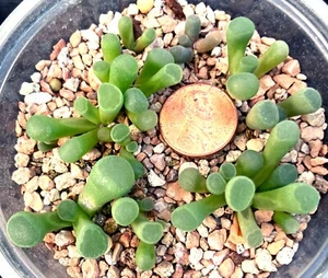 Mesemb Plant - Frithia pulchra - RARE MINI! ONE MATURED PLANT from POT - Picture 1 of 1