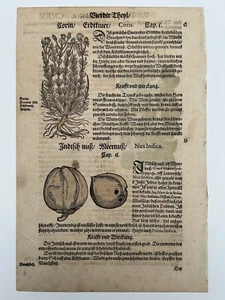 Altkoloriertes Einzelblatt Adam Lonitzer Kräuterbuch 1557 Holzschnitte - Bild 1 von 13