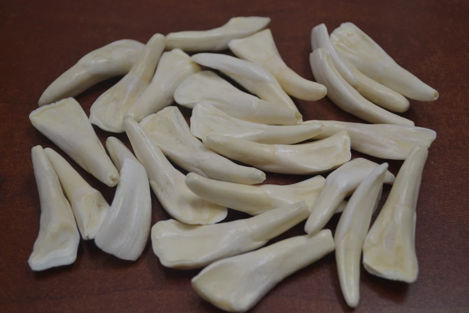 100 COLGANTES DIENTES DE BÚFALO BLANCO GENUINOS (SIN AGUJERO) Foto 1 de 1