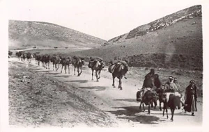 Palestine - Beduin camels - Publ. Photo Leon - Picture 1 of 2