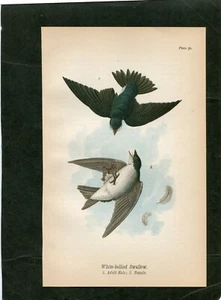 WHITE BELLIED SWALLOW MALE & FEMALE Bird Plate Engraving c.1890 - Picture 1 of 1