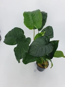 Anubia Mutterpflanze  XXL 25-35 cm  Anubias Barschfest+ 3 MK Wasserpflanzen - Bild 1 von 3