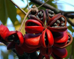 Sterculia Foetida Tree 5 Seeds, Java Olive, Wild India Almond, Ornamental Peon - Picture 1 of 5