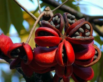Sterculia Foetida Tree 5 Seeds, Java Olive, Wild India Almond, Ornamental Peon - Image 1 of 4