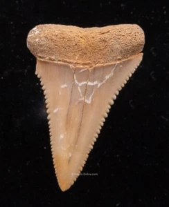 Fossil Great White Shark Tooth  from CHILE   1.77”    2212 - Picture 1 of 2
