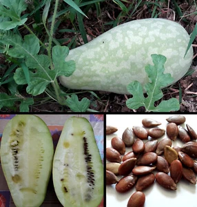 10 Semi Cocomero Bianco Citrullus Lanatus White Watermelon Pastèque blanc Sandía - Foto 1 di 1