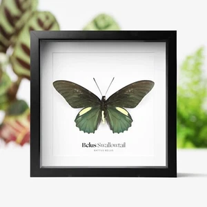 Marco de caja profunda Belus cola de golondrina insecto polilla mariposa entomología taxidermia - Imagen 1 de 3