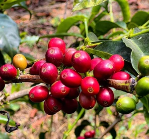 120+ Malabar Coffee Seedss (Coffea sp.) Coffee Bean - Picture 1 of 7