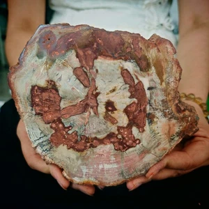 Rebanada de madera petrificada de cristal natural de 1,98 lb muestra de curación de reiki - Imagen 1 de 12