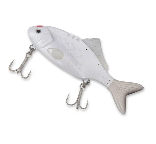 Black Cat Baby Carp 15,5cm 120g Japanese Koi - Bild 1 von 1